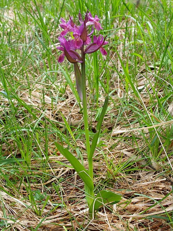 Dal Cadore 4 - Dactylorhiza sambucina